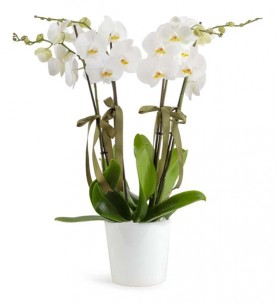 (Mgl-240) 4'lü Orkide